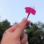 A-❤️新果🌹