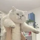 Superman🐱