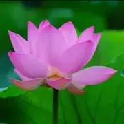 KONG亮歌