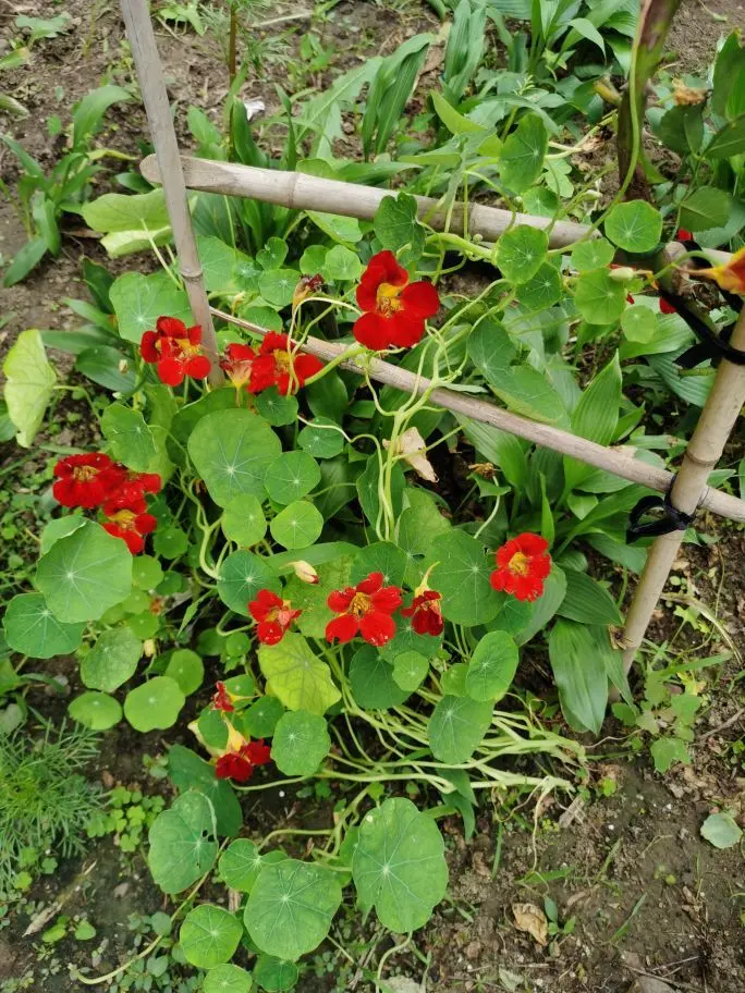 无聊听歌🍀马年好运主播图片