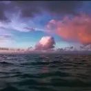 芝麻zo