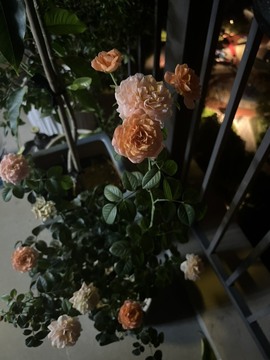 🌻小七（安静唱歌）的图片