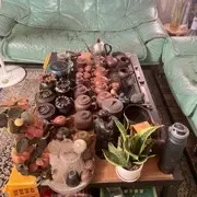 吼吼吼呀