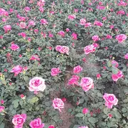 簡❁單