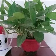 不玩退了.