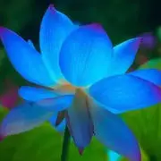 姜莱小伙伴
