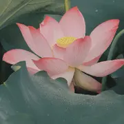 出淤泥而不染~