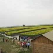半支黄金叶