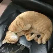 皇🐇叔