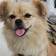 宝贝狗狗叫小宝