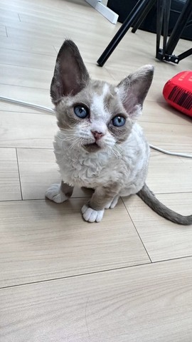 叫我靓仔呀的图片