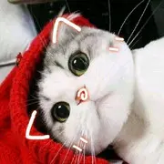 苒苒呦