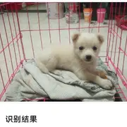 （含羞草）
