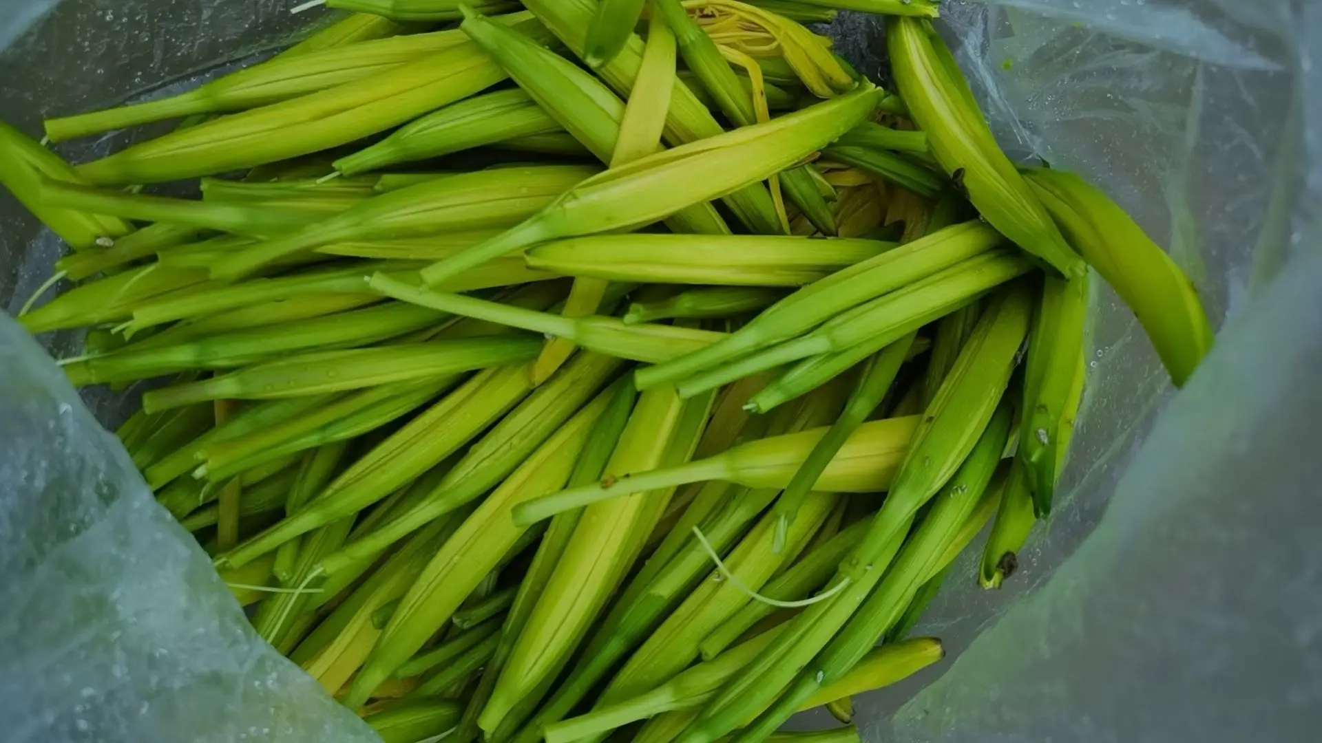🍀莲花🌸主播图片