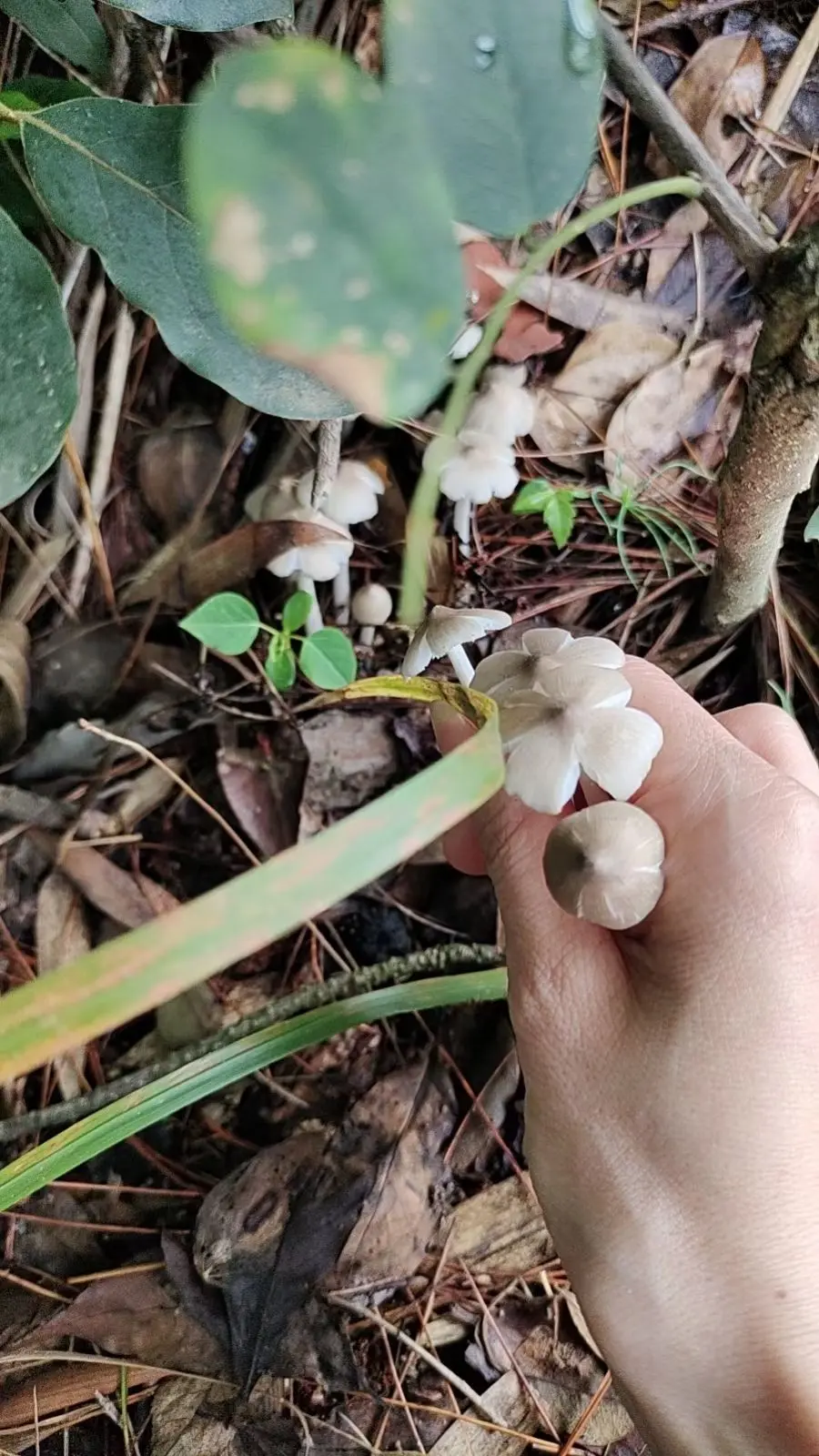 🍀莲花🌸主播图片