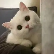 咪喵酱