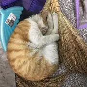 名媛枫圣哥哥