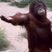 无心无肺活着不累