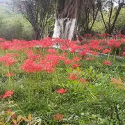 ♥专属绵绵♛