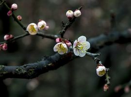 暗香⸝⸝的图片