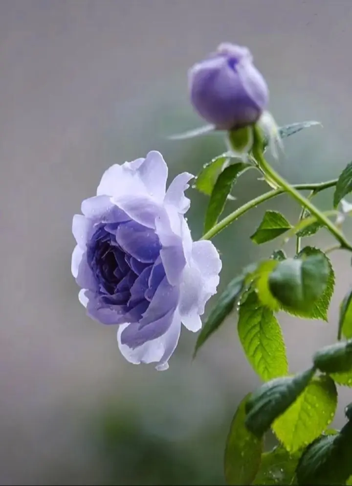 果果(平安好运)的主播照片
