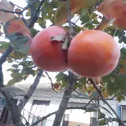 金黄秋夭宋