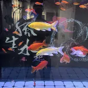 雄狮之心不可磨灭的用户头像