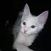新人小七.
