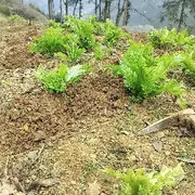 农村小秦
