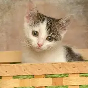 你来啊你来啊
