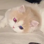 是淇不是琪呀～