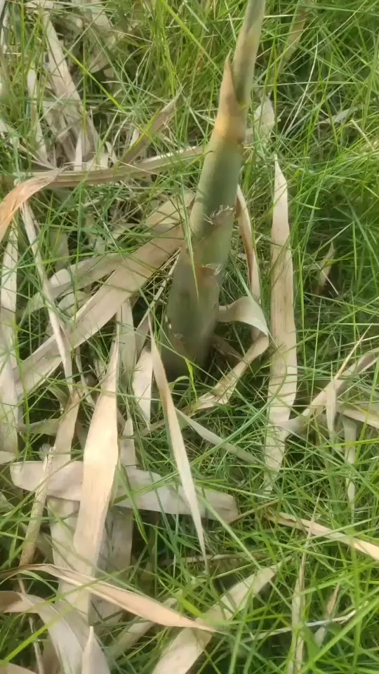 有人想吃咩