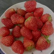 小趴菜🌴