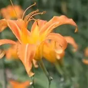 无忧无虑🦋