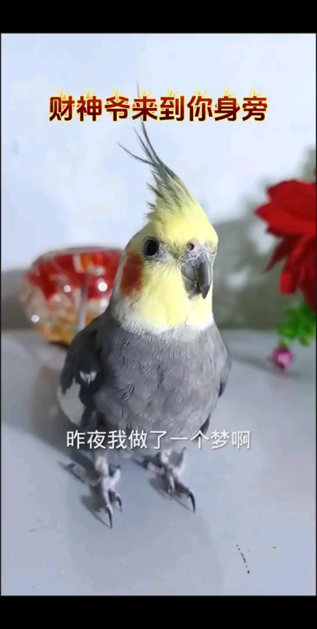 昨夜我做了一个梦/狂