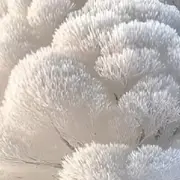 婉枫：
