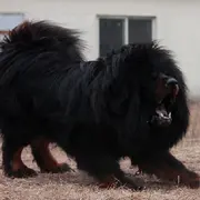 ☜嗜血❤狂少☞