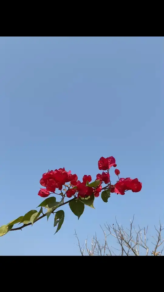 花语