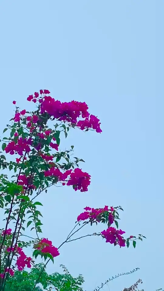 花语
