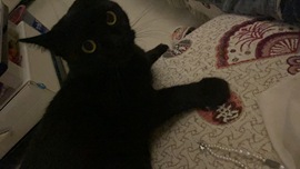 小猫🌙（舞蹈版）的图片