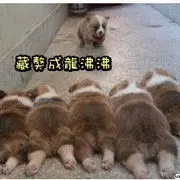 腾叮炮的用户头像