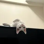 @礼礼