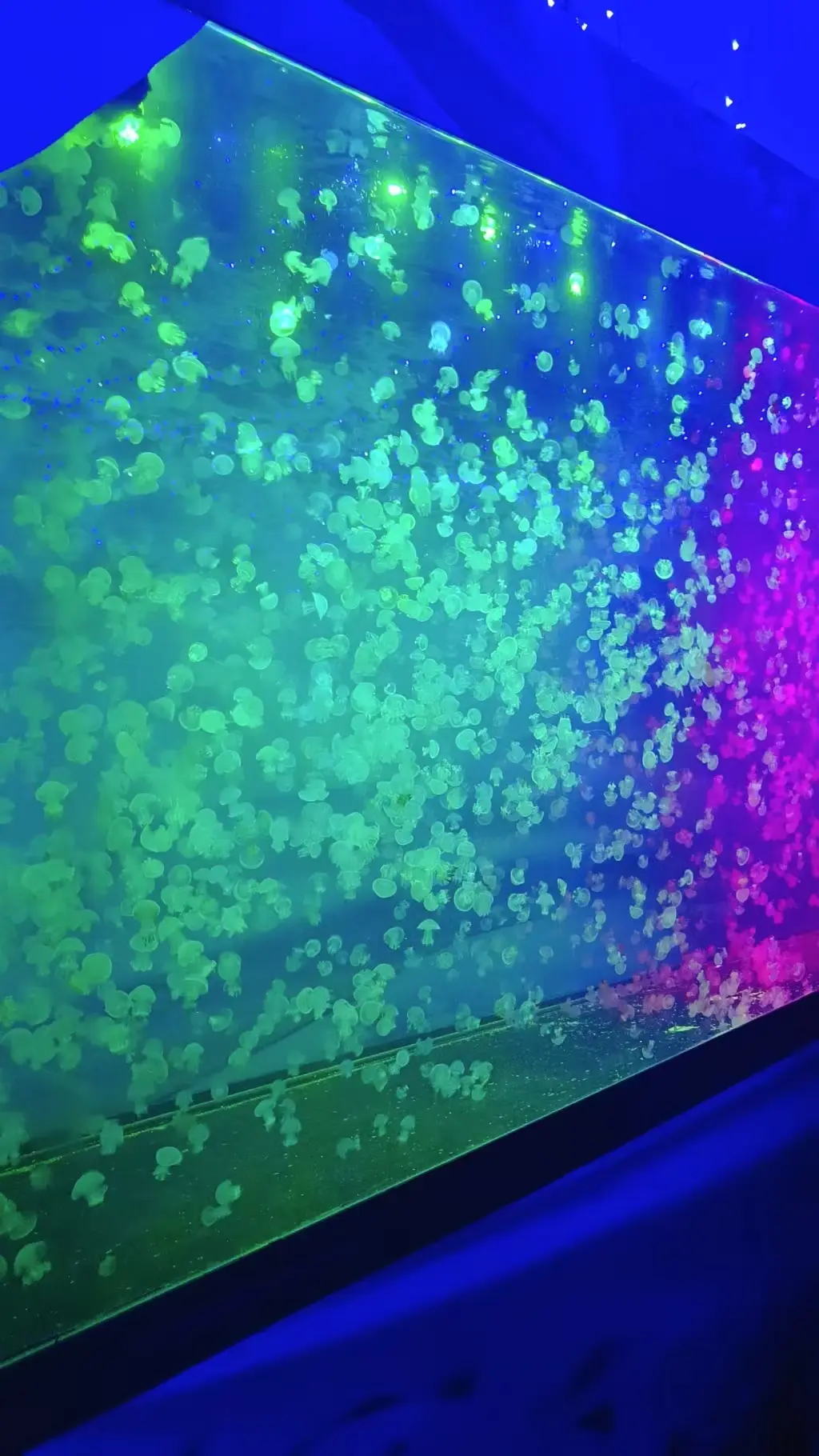 ღ娜娜ぃ安静唱歌🍀的图片