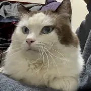 小闲。