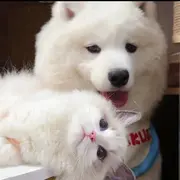 听歌的小可爱