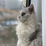 ◐李考考