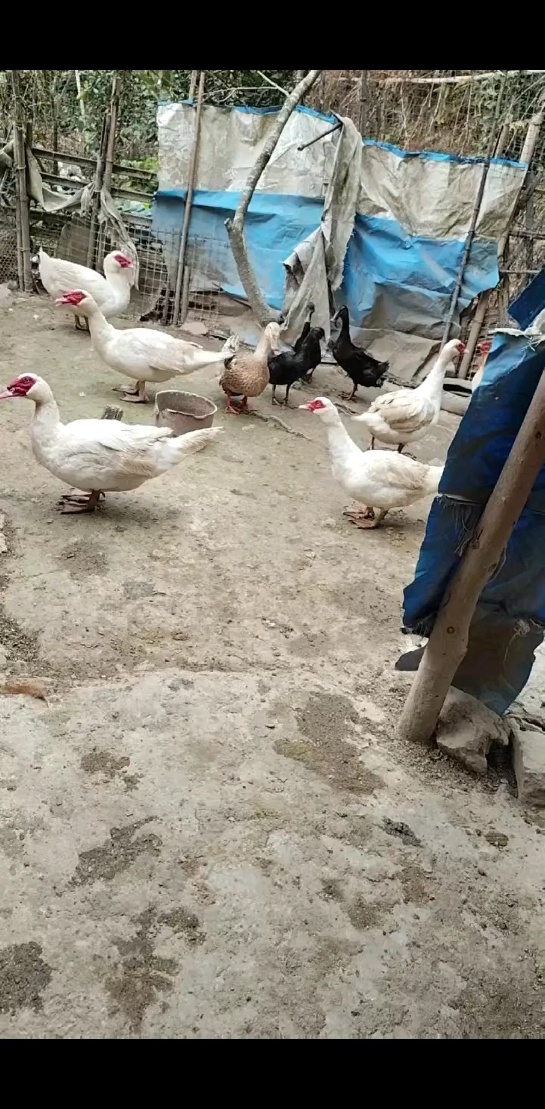 老潘鸭