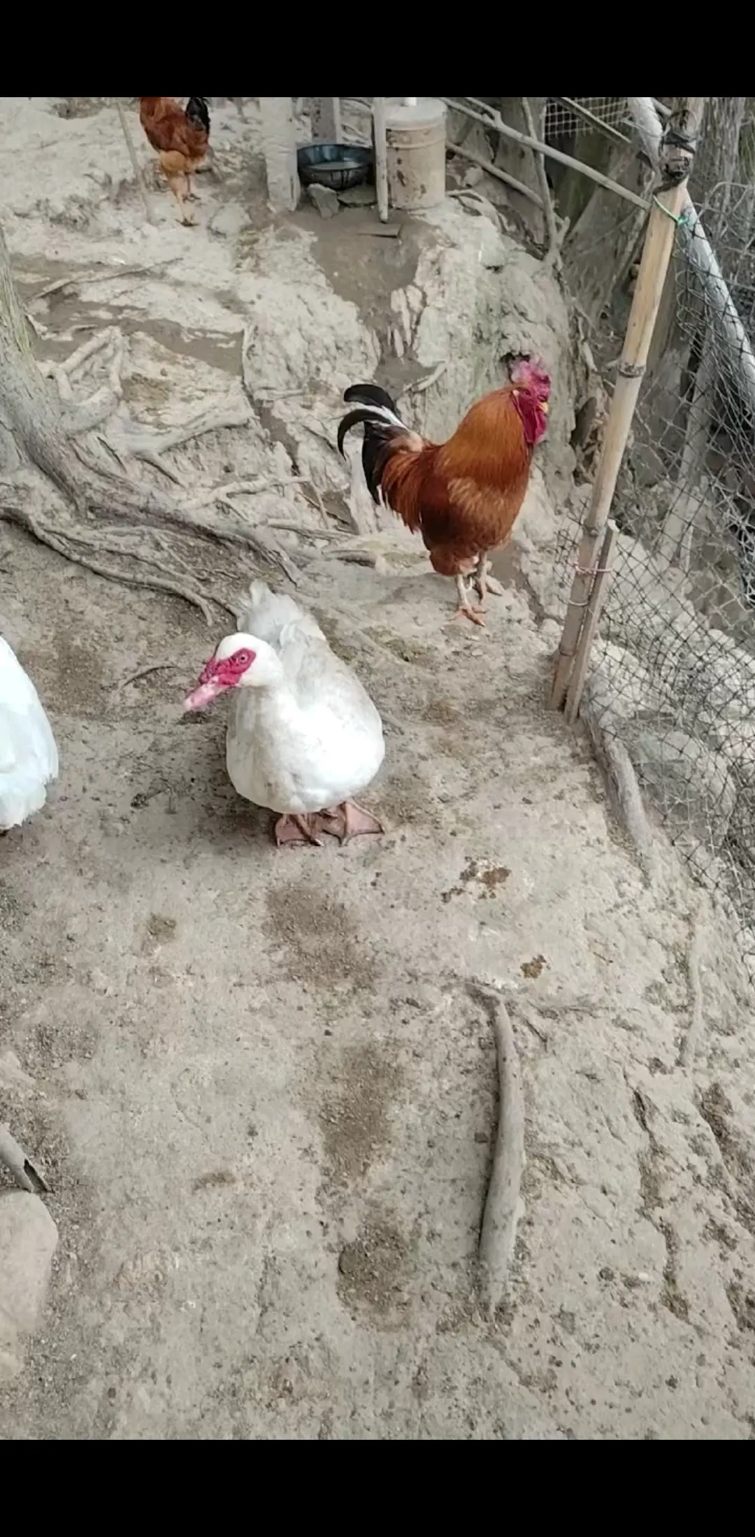 老公鸡