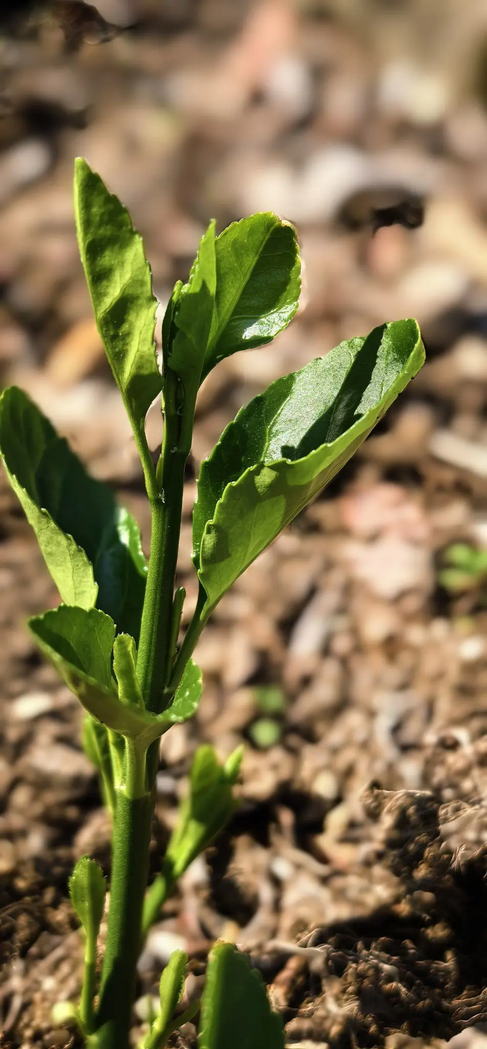 陈思郦🍀听经典的主播照片