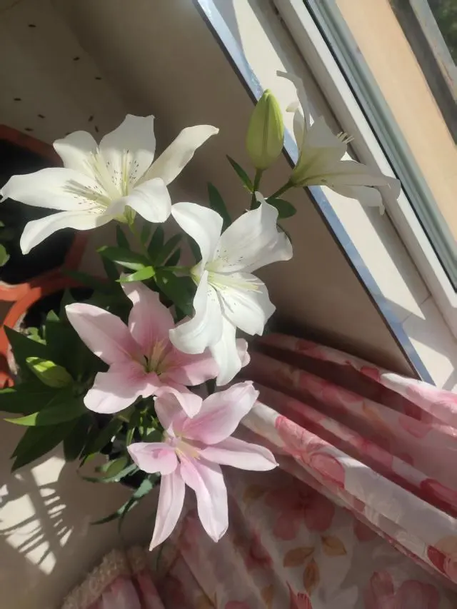我叫野百合🌱🌱的主播照片
